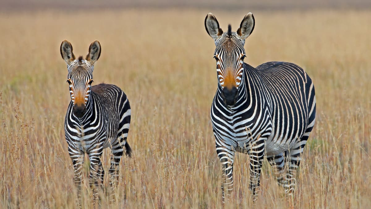 Animales. Foto Unsplash.