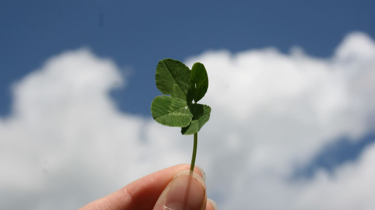 Trébol de 4 hojas, suerte. Foto: Unsplash