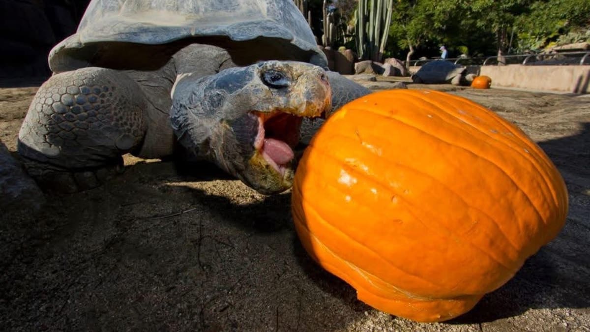 Adiós a la “reina del zoológico”: murió Gramma, la tortuga más famosa del mundo a los 141 años