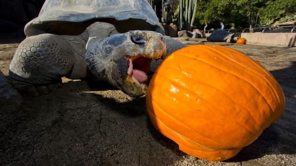 Adiós a la “reina del zoológico”: murió Gramma, la tortuga más famosa del mundo a los 141 años