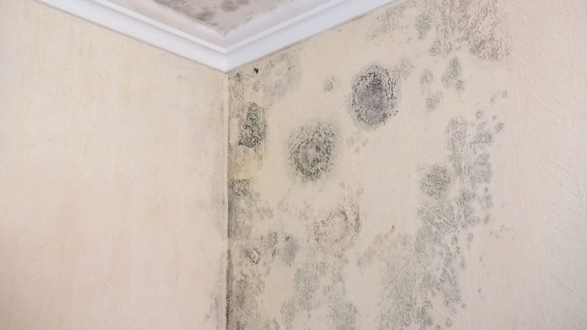 Mancha de humedad y hongos en una pared.