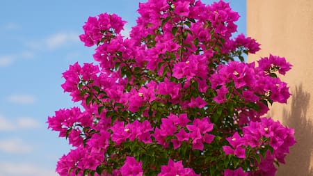 De brote a explosión de color: el método más efectivo para potenciar tu Santa Rita