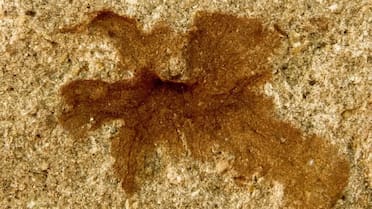 Hallazgo histórico en Chubut: descubren flores fósiles que ofrecen nuevas pistas sobre la evolución de las plantas