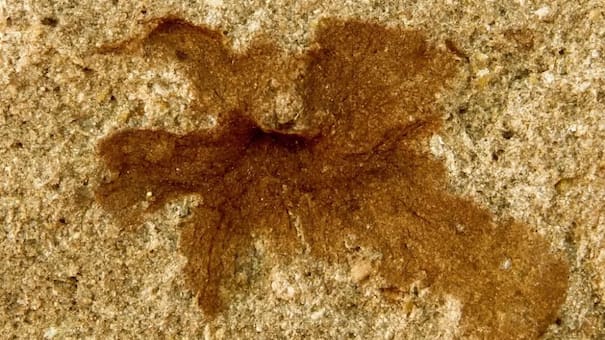 Hallazgo histórico en Chubut: descubren flores fósiles que ofrecen nuevas pistas sobre la evolución de las plantas