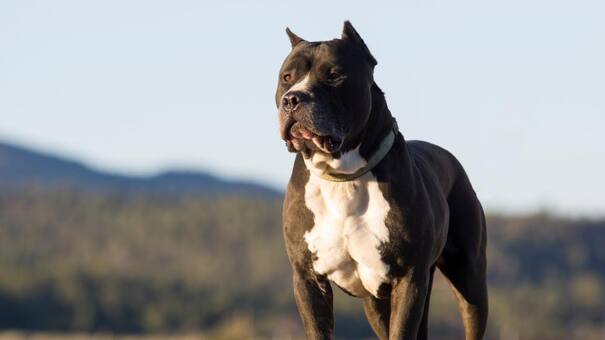 Conmoción en Santa Fe: una nena de 2 años fue brutalmente atacada por el pitbull de su abuelo