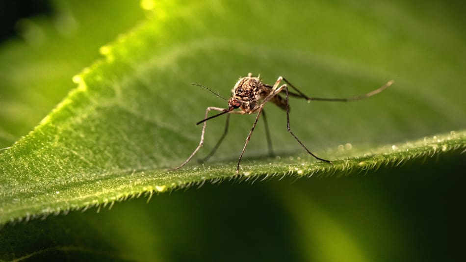 Mosquitos. Unsplash