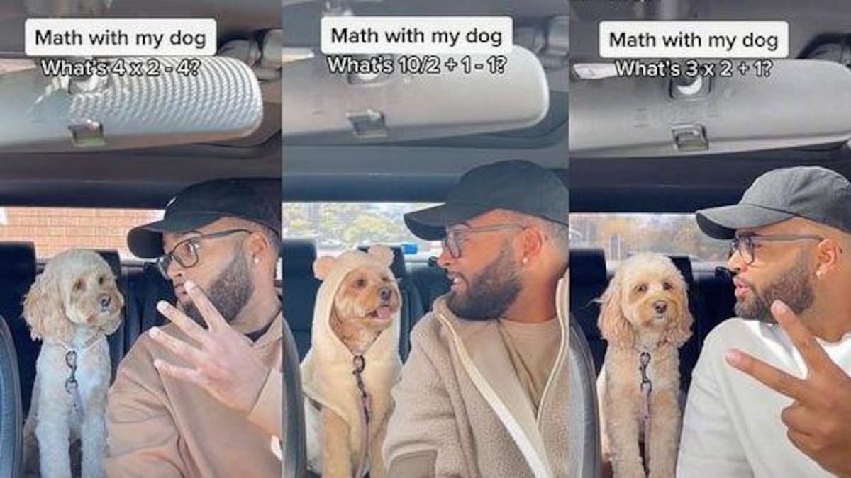 Luna, la perrita que supuestamente hace matemática. Foto: NA.