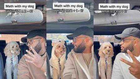 Luna, la perrita que supuestamente hace matemática. Foto: NA.