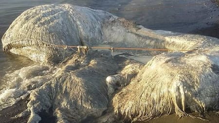 Terror en la playa: encontraron criatura extraña y lo asocian con el apocalipsis