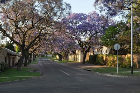 El árbol de jaracandá es nativo de América Latina. Foto: Unsplash.
