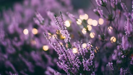 Lavanda. Foto: Unsplash.
