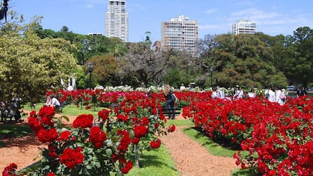 Rosas gratis en Palermo: durante qué días de julio se podrán retirar esquejes por la poda 2025 del Rosedal