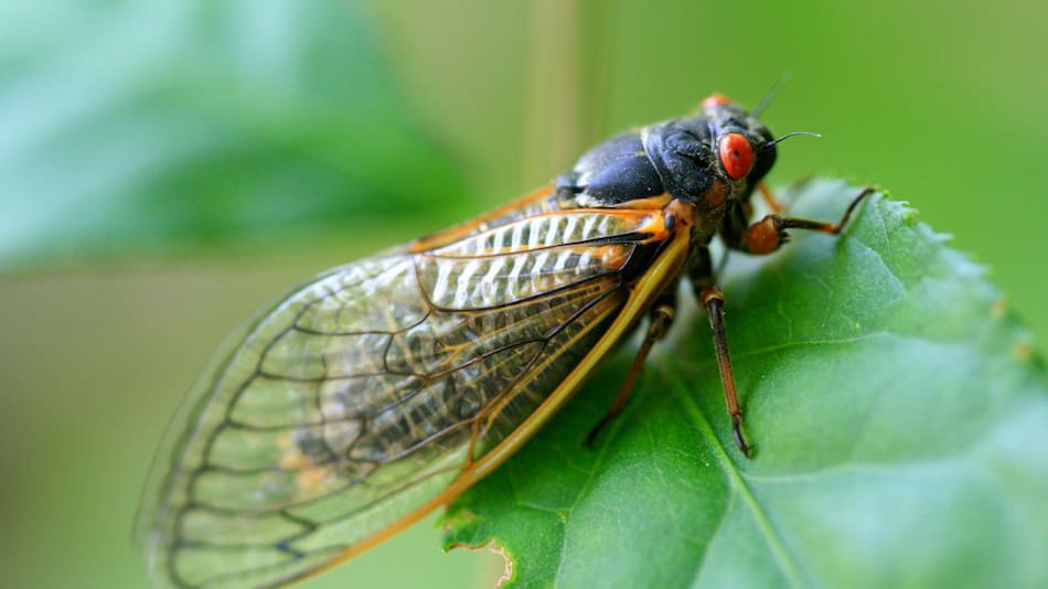 Cigarras. Foto: Unsplash.