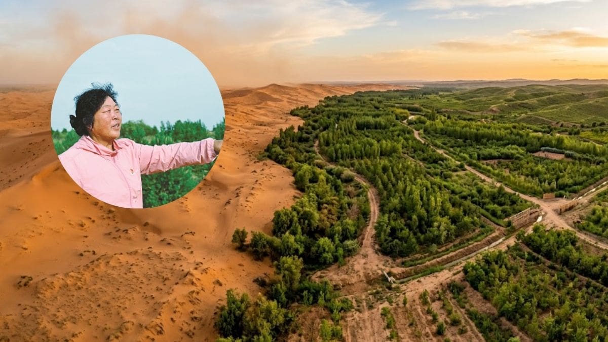 Plantó árboles durante 40 años para frenar el desierto: ayudó a recuperar 4.667 hectáreas en China