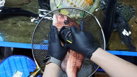 Control de radiactividad de un pez importado de Japón en el mercado mayorista de pesca de Noryangjin en Seúl, Corea del Sur. Foto: Reuters