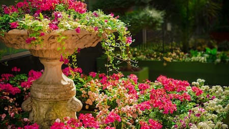 El insecto que cuida tus plantas. Foto Pixabay.