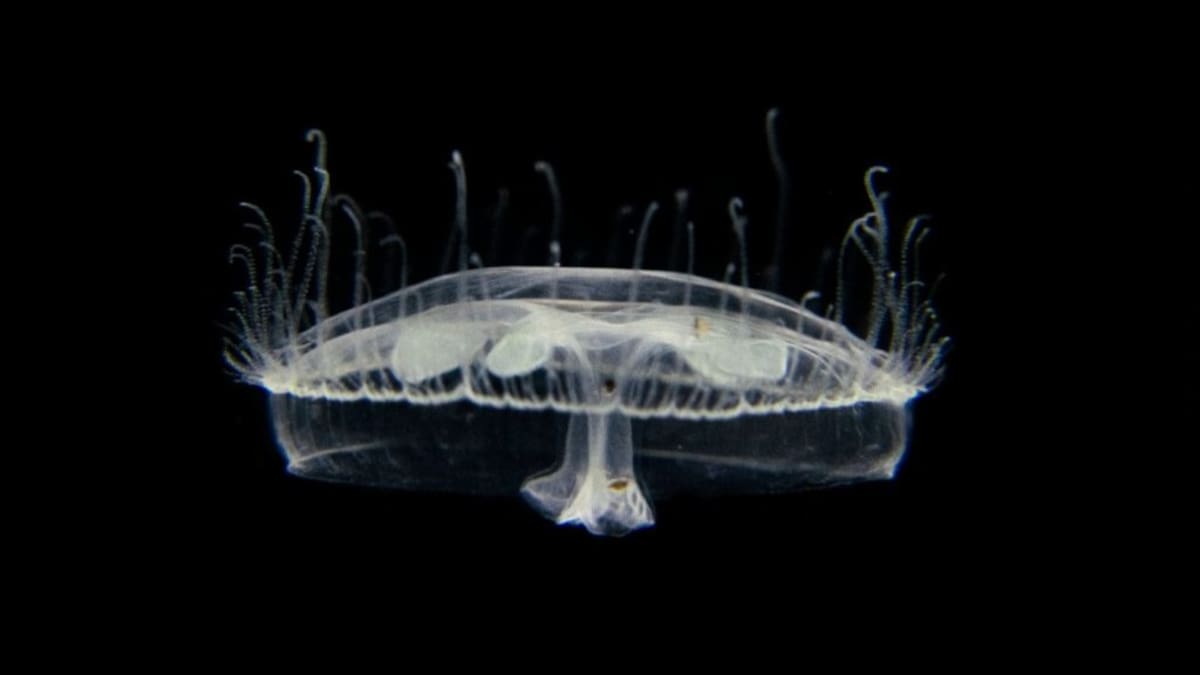 Aparecieron medusas de agua dulce en el Parque Nacional Nahuel Huapi por primera vez en la historia.
