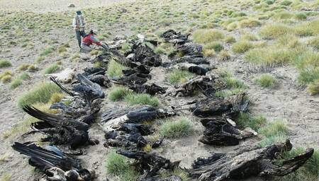 Cóndores muertos en Mendoza