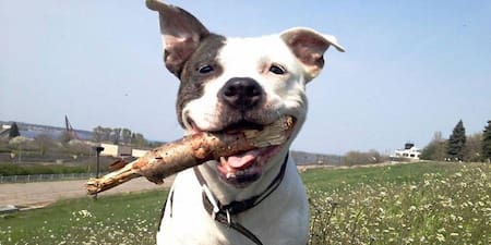 Raza de perros - bozal en Buenos Aires