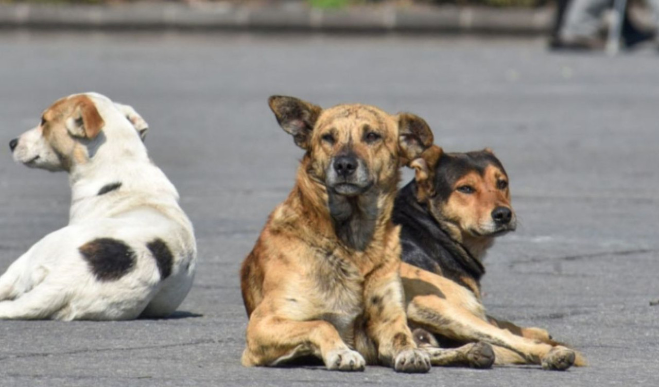 Perros abandonados. Foto: Noticias Ambientales