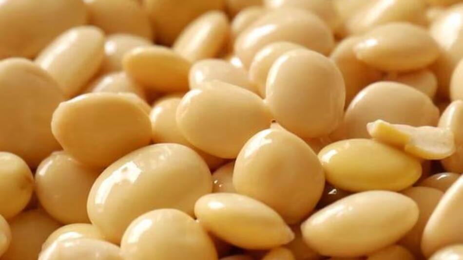 Tarwi, alimento.