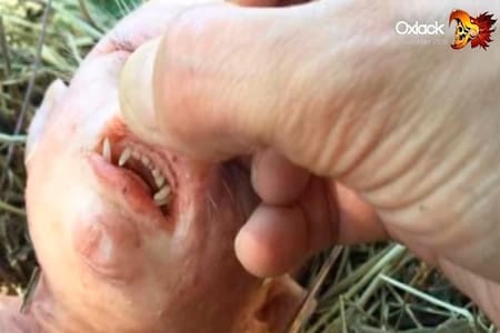 YouTube viral, verdadera historia de la criatura mitad cerdo, mitad humano de África