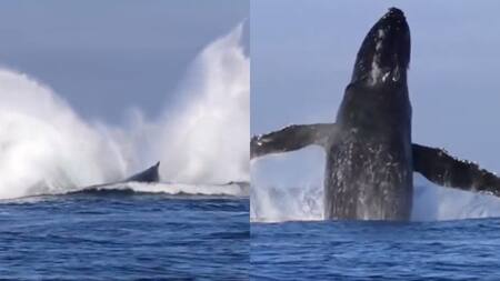 Ballenas pasaron por Uruguay. Foto: captura video Twitter/DoctorKruz.