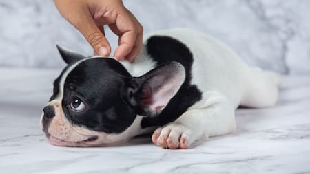 Perros; mascotas. Foto: Freepik.