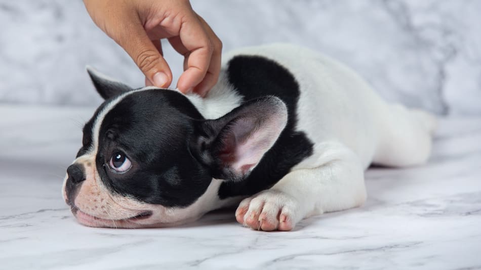 Perros; mascotas. Foto: Freepik.