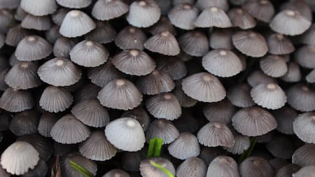 Hongos. Foto: Unsplash.