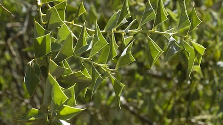Sombra de toro. Fuente: Parques Nacionales de Argentina