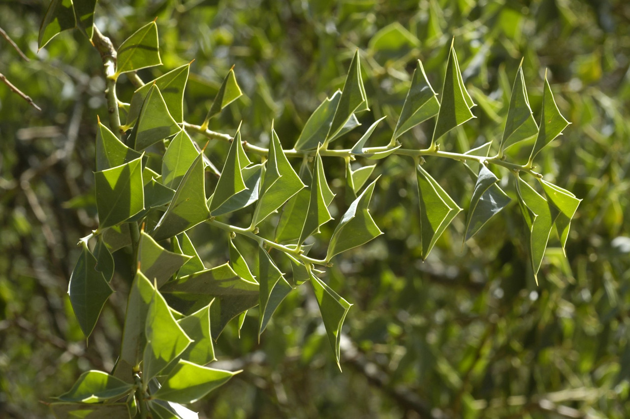 Sombra de toro. Fuente: Parques Nacionales de Argentina
