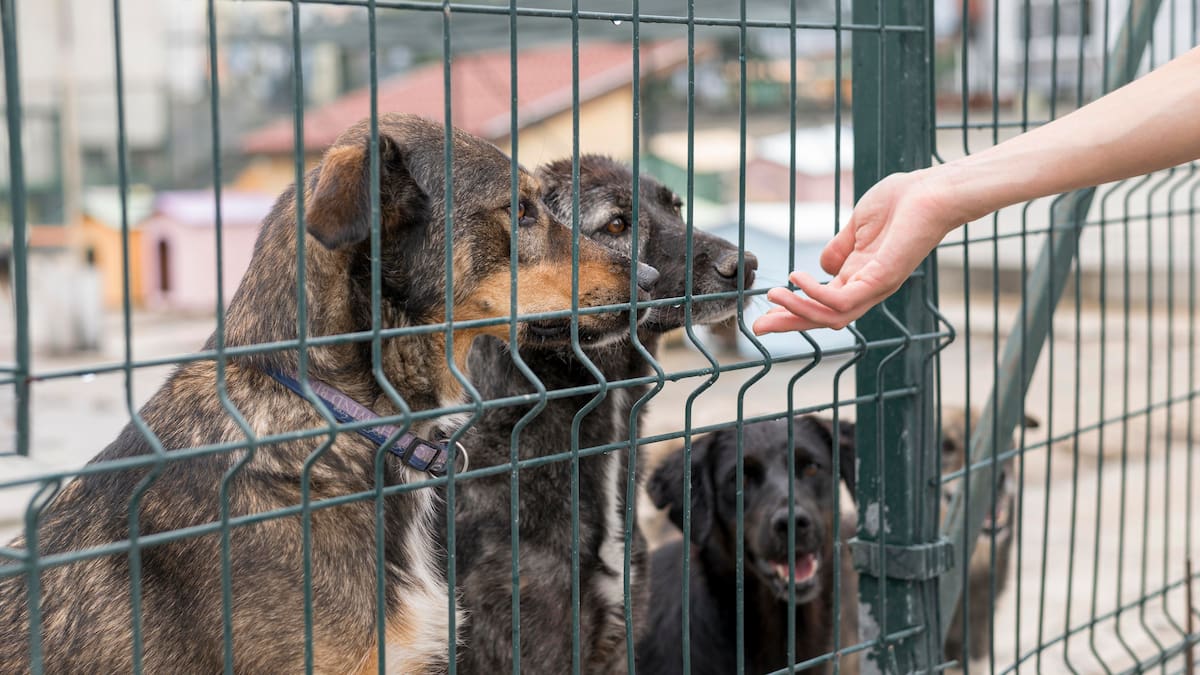 Un país de Sudamérica entrega viviendas a personas que rescatan animales: qué requisitos y cómo acceder