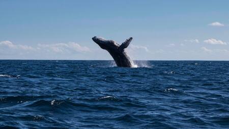 Ballena franca austral. Foto: Unsplash.