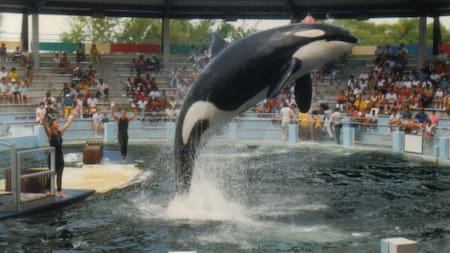 Show de orcas en Mundo Marino. Foto: X/ @ConfusedKain