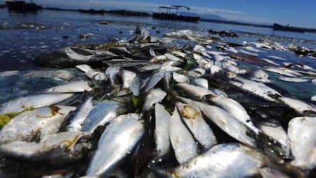 Peces muertos en el río Paraná. Fuente: Noticias Ambientales