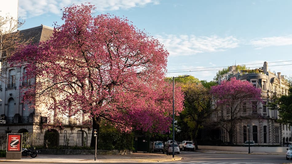Lapachos en la Ciudad de Buenos Aires.