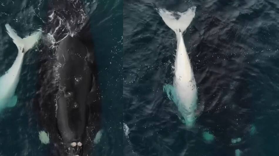 Un ballenato blanco y una ballena navegan juntos. Foto: captura video Instagram/agustinbaraschi