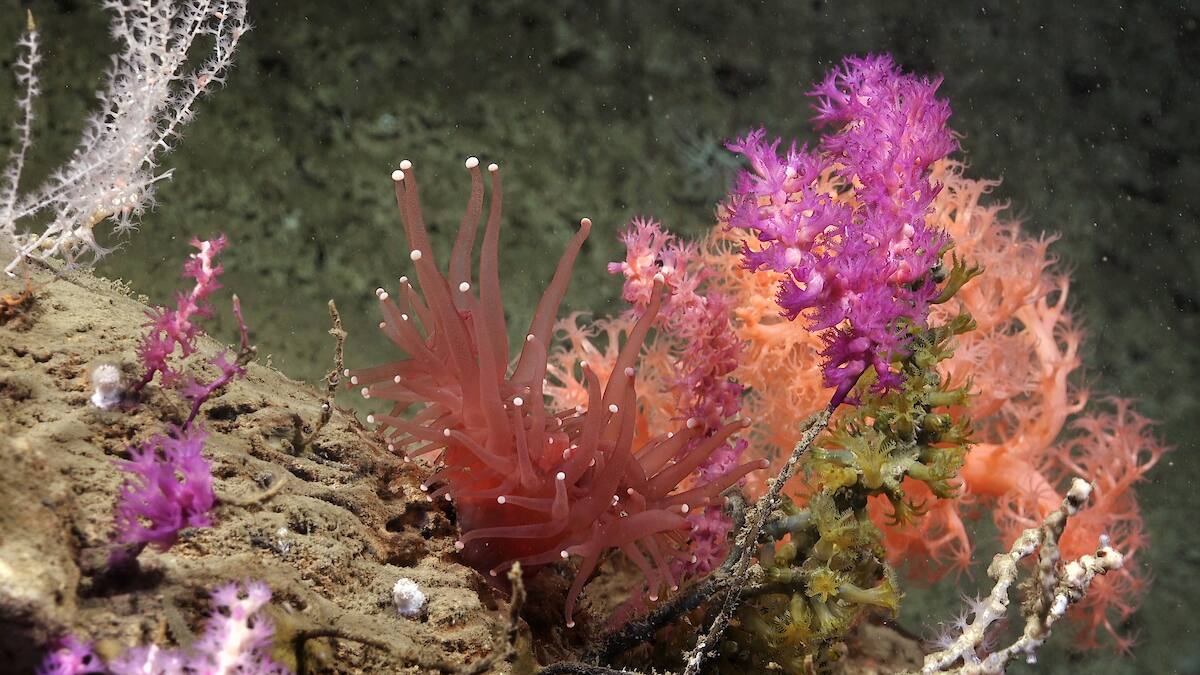 Expedición del Conicet al fondo del Mar Argentino