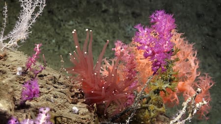 Expedición del Conicet al fondo del Mar Argentino