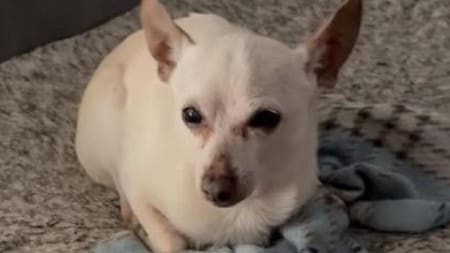 El perro más viejo del mundo, Estados Unidos, mascotas, NA