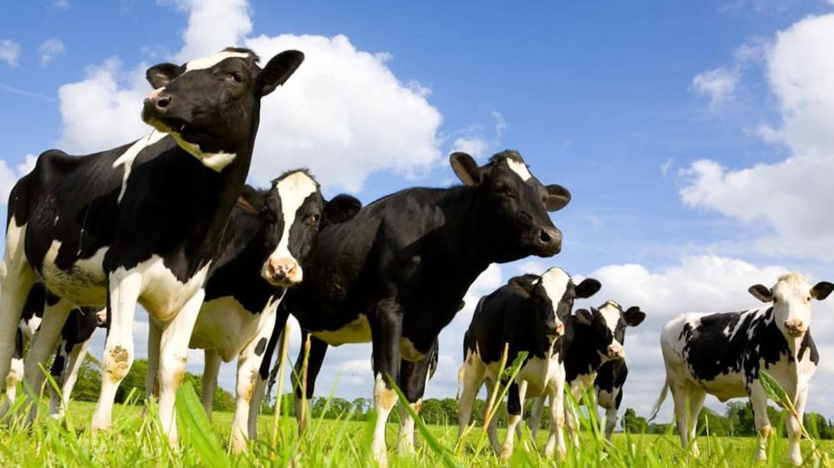 Vacas, Estados Unidos