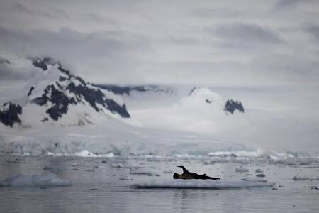 Reducción histórica del hielo marino de la Antártida