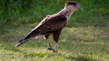 Incomprendido y despreciado: el pájaro con mala fama que cumple un rol fundamental en la naturaleza
