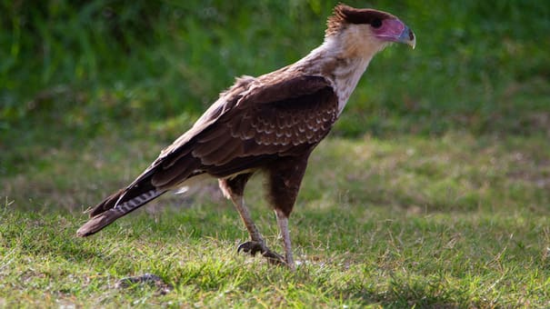 Incomprendido y despreciado: el pájaro con mala fama que cumple un rol fundamental en la naturaleza
