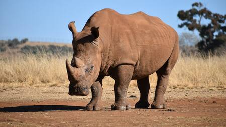 Rinoceronte. Foto: Unsplash