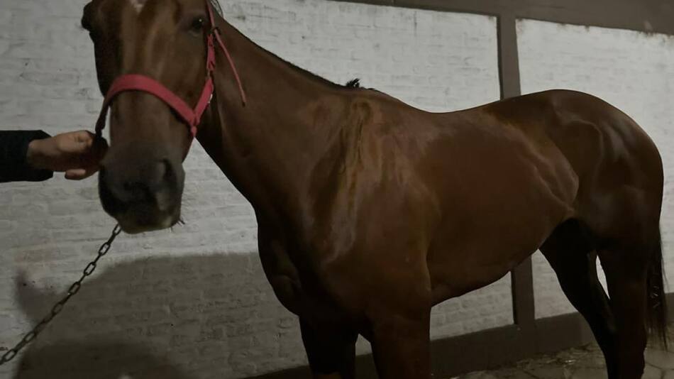 Belleza de Arteaga, la yegua multicampeona de turf investigada por la Aduana. Foto: Prensa.