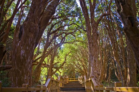 Sendero "Huella Andina". Foto: patagonia.gob.ar.