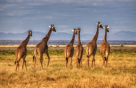 Jirafas. Foto: Unsplash