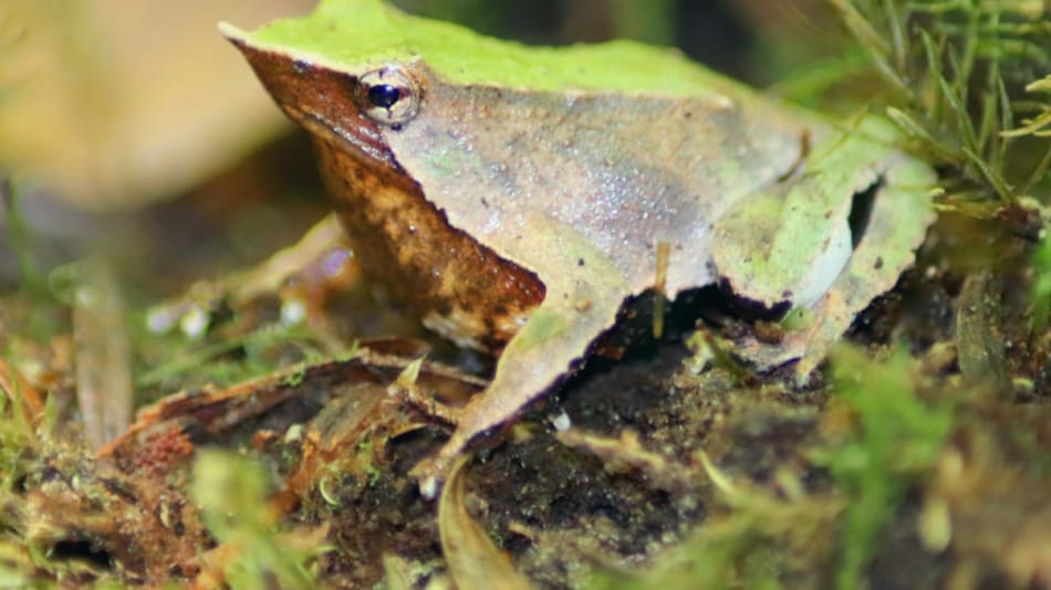 Ranita de Darwin. Foto: wikipedia.